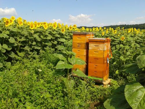 Bienenvölker in der Sonnenblume